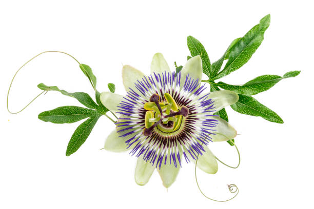 blue colored passion flower isolated on white stock photo