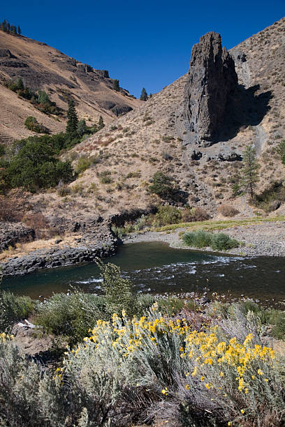 istock Yakima River Washington Yellow Flowers 89216066