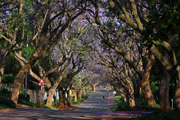 Street lined with Jacaranda trees stock photo