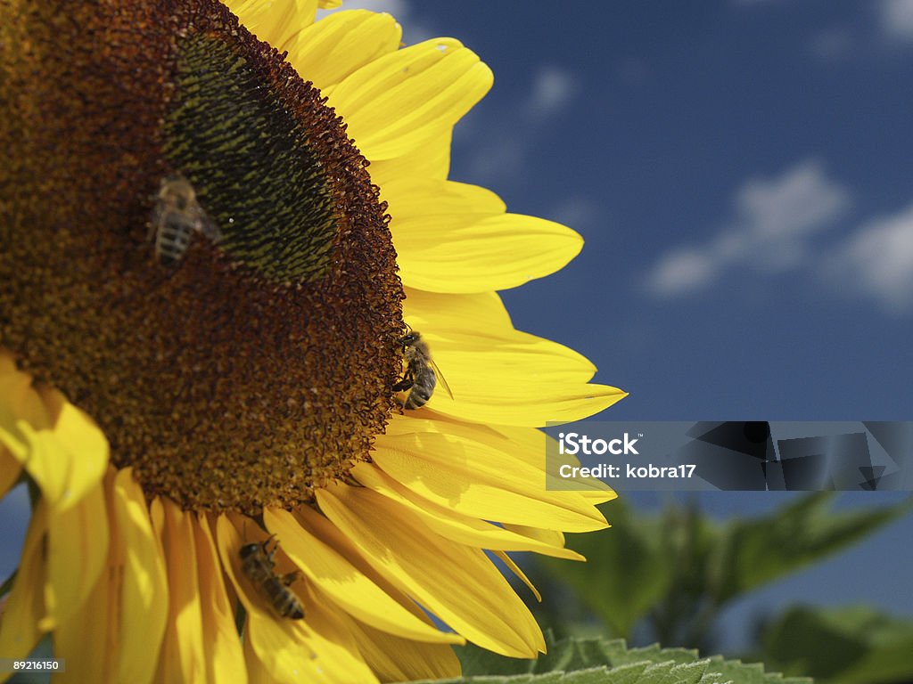 Sonnenblume und drei bees - Lizenzfrei Apis Stock-Foto