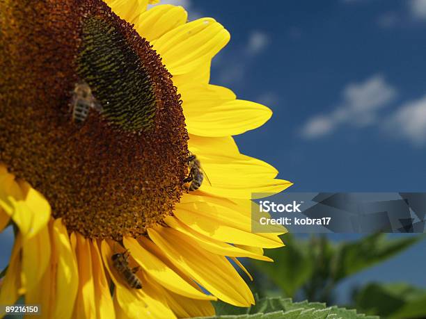 Foto de Girassol E Três Abelhas e mais fotos de stock de Abelha - Abelha, Abelha Melífera, Alto contraste