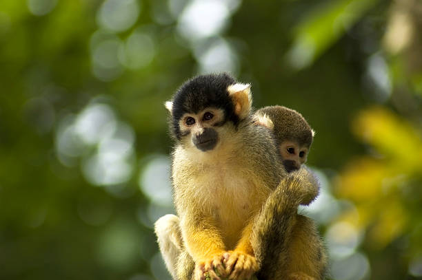 istock Mom And Baby Squirrel Monkey 89216212