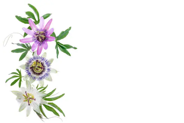 three colored passion flower hanging isolated on white