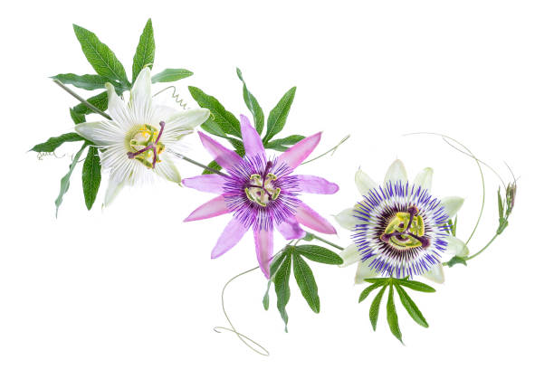 istock three colored passion flower purple, white, blue, hanging isolated on white 892170712