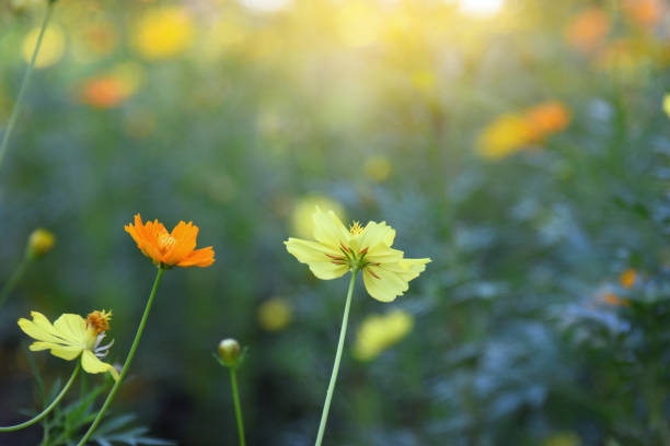 istock Yellow cosmos flowers with soft light. 892170882