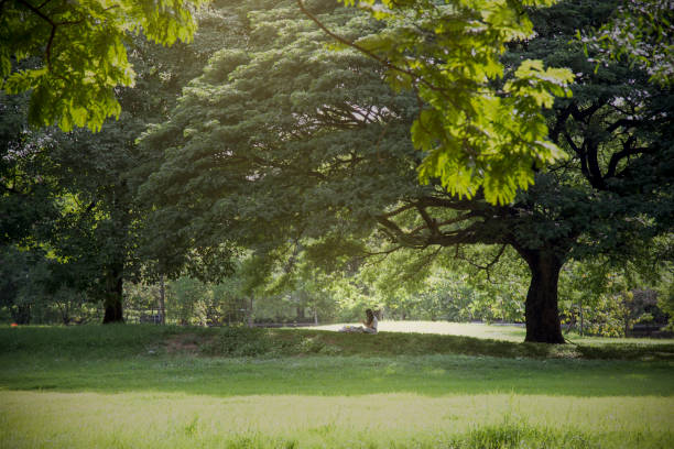 istock Girl relax under tree in park 892171384