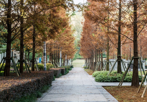 istock A forest city park in Chongqing, China 892183010