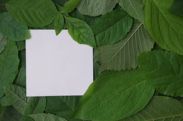 istock Background of green leaves with a paper 892183316