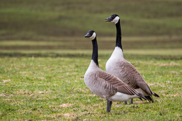istock Two Canada geese stand in a meadow 892183660