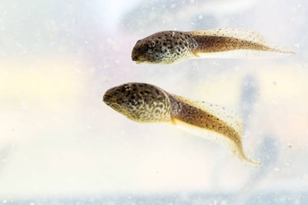 istock Tadpole American bullfrog that was swimming. 892184148