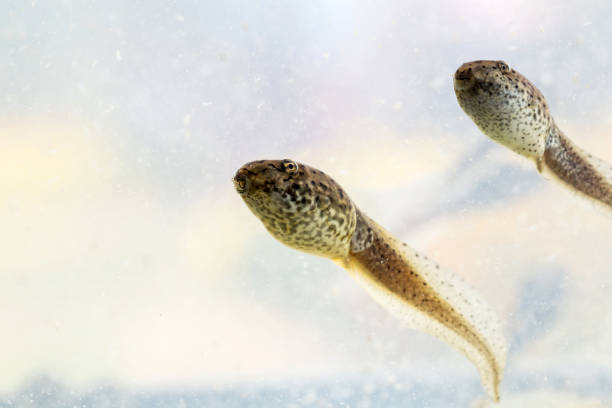 istock Tadpole American bullfrog that was swimming. 892190428
