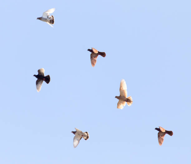 istock flock of pigeons on blue sky 892190448