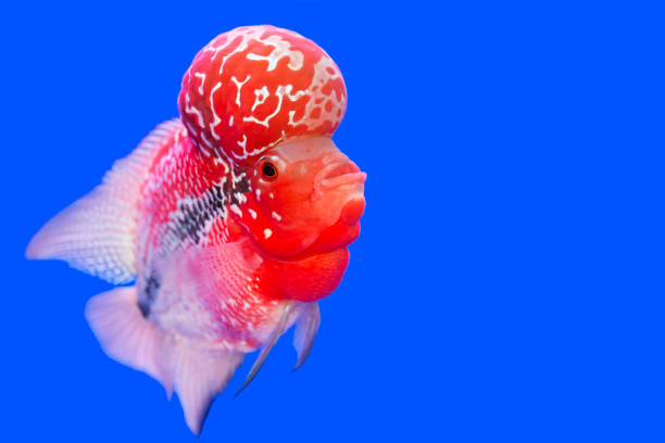 istock Flowerhorn Cichlid fish on blue background 892192700
