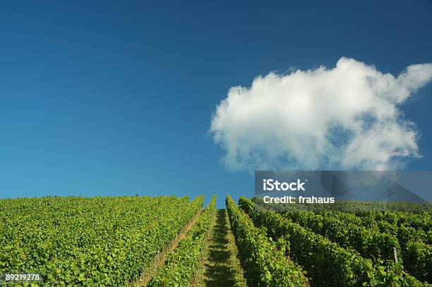 Vigna - Fotografie stock e altre immagini di Agricoltura - Agricoltura, Ambientazione esterna, Attività ricreativa