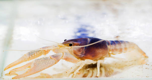 istock Crayfish in the tank 892192782