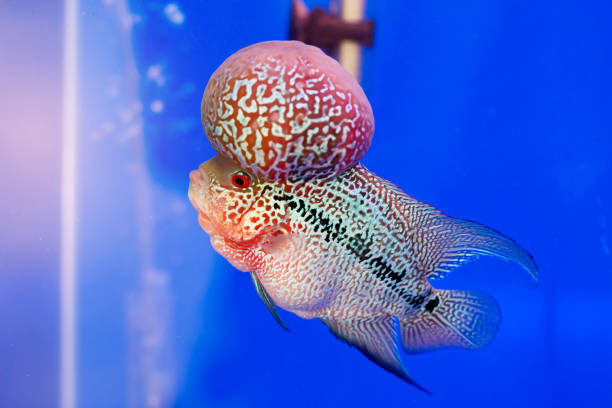 istock Flowerhorn Cichlid fish on blue background 892196080
