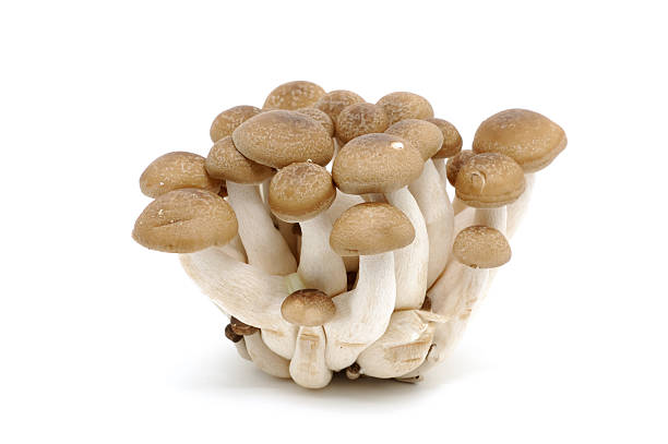 istock Japanese mushrooms (Bunashimeji) 89219641
