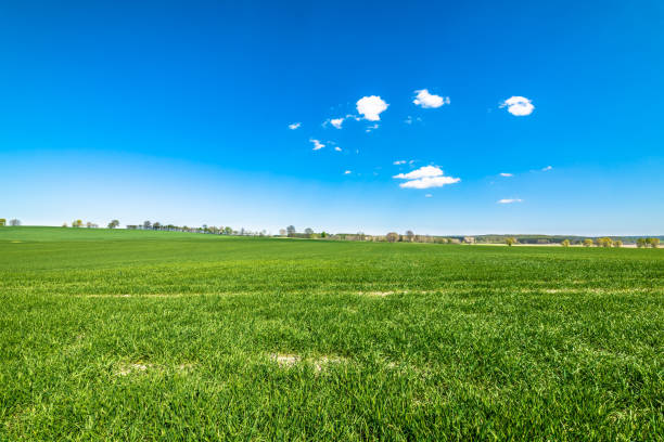 istock Green field landscape, blue sky on the horizon 892196586