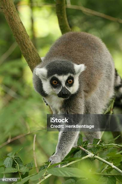 Lemure Dalla Coda Ad Anelli In Un Albero - Fotografie stock e altre immagini di Lemure dalla coda ad anelli - Lemure dalla coda ad anelli, Africa, Albero