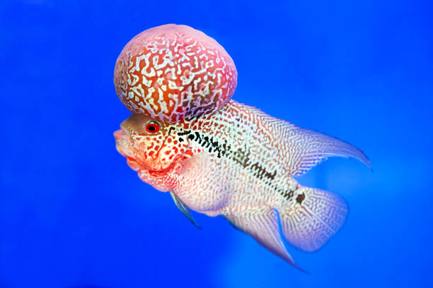 istock Flowerhorn Cichlid fish on blue background 892199334