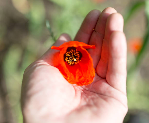 istock red poppy flower in hand on nature 892199338