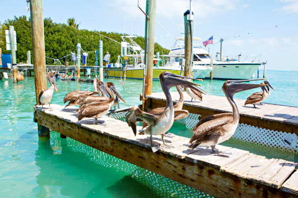 istock Big brown pelicans in Islamorada, Florida Keys 892199352