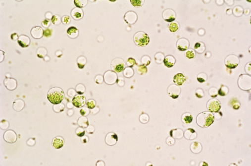 Microscopic view of phytoplankton