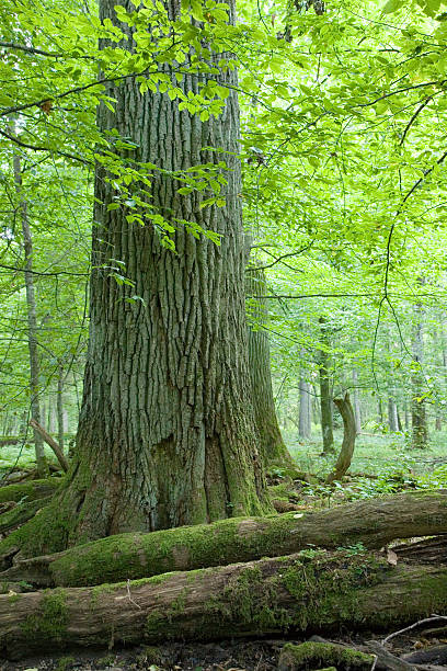 istock Big old oak and dead wood 89220092