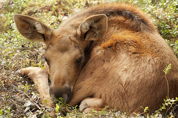 Kleine Elk – Foto