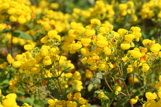 calceolaria ich - pantoffelblumengewächse stock-fotos und bilder