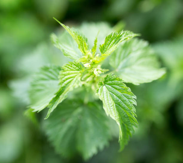 istock green nettle leaves in nature 892203572
