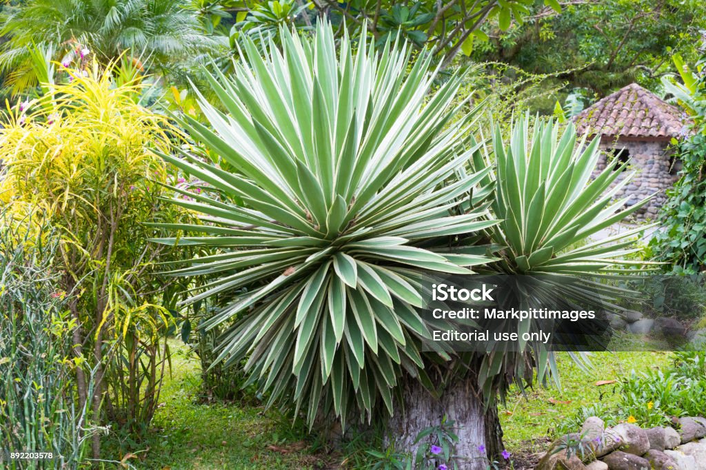 Agave americana do boquete Escondido vale - Foto de stock de Agave royalty-free