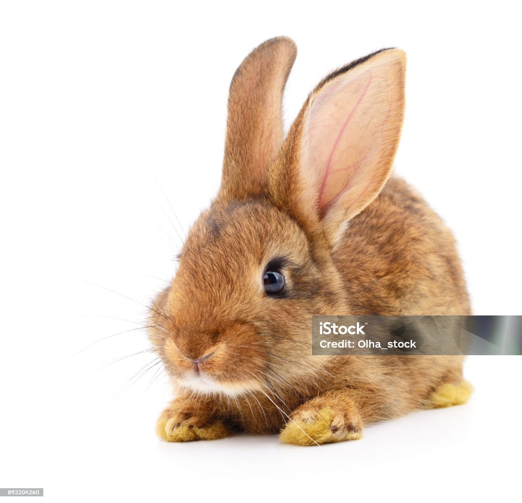 Brown Average Rabbit Brown Rabbit On White Stock Photo - Download Image Now - Agriculture ...