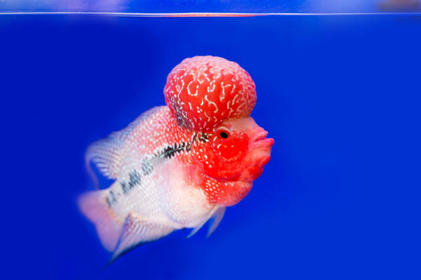 istock Flowerhorn Cichlid fish on blue background 892204700