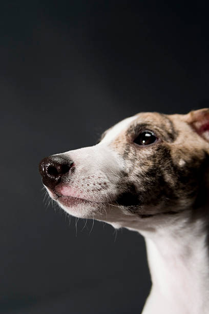 Puppy Expressions stock photo