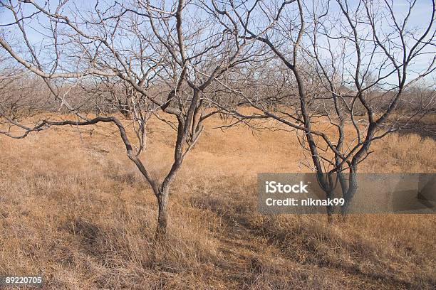 North Texas Zima Kolor - zdjęcia stockowe i więcej obrazów Bez ludzi - Bez ludzi, Bezlistne drzewo, Fotografika