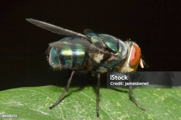 Photo libre de droit de Vert Fly Macro banque d'images et plus d'images libres de droit de Drosophile - Drosophile, Mouche, Aile d'animal