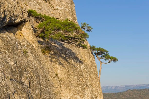 istock Small relict pines on a steep rocky slope. 892207814