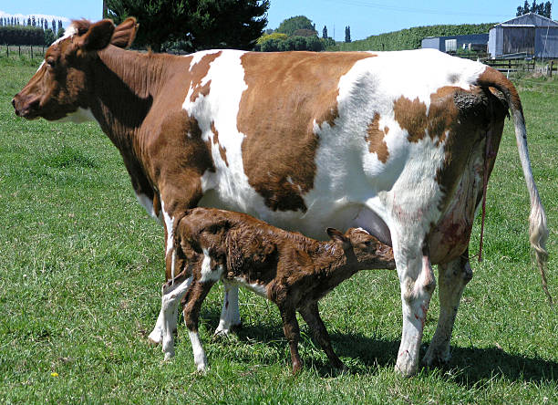 Ayrshire Cow & Newborn Calf An Ayrshire cow with her newborn calf just 12 minutes after birth        ayrshire cattle photos stock pictures, royalty-free photos & images