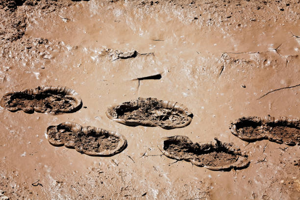 footprints in the mud after rain