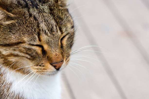 istock beautiful brown cat with a closed eyes 892214960