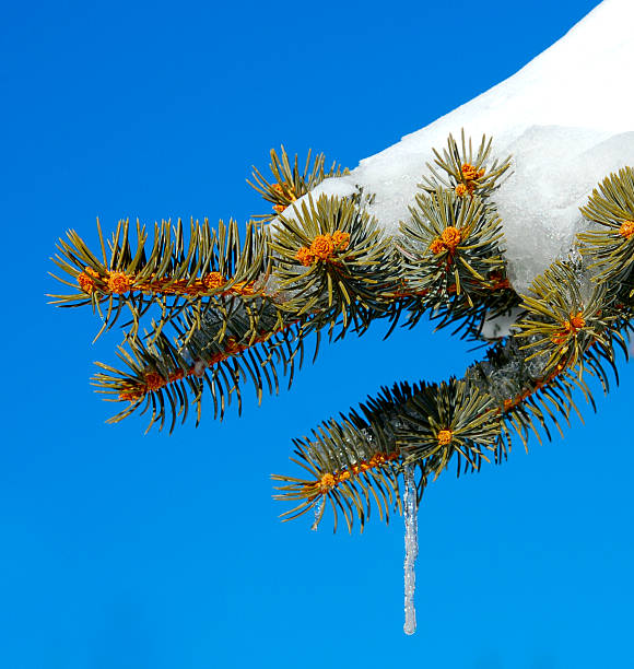 Fusión de invierno - foto de stock