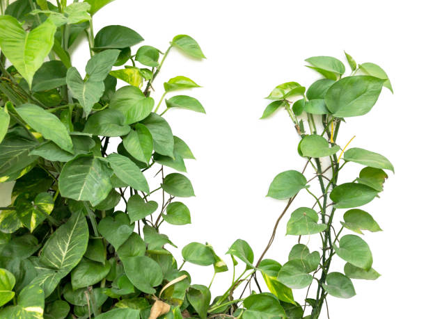 istock Epipremnum aureum,devil's ivy. for wall ornamental plants.Isolated on white background and Text space 892218156
