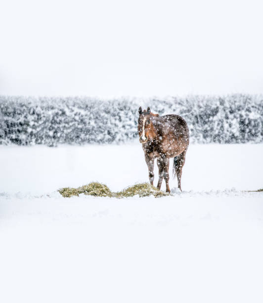 istock Sad, lonely looking horse in a snowstorm 892218278
