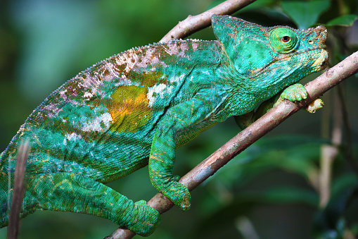 A green Parson`s chameleon, endemic of Madgascar, climbing a stick