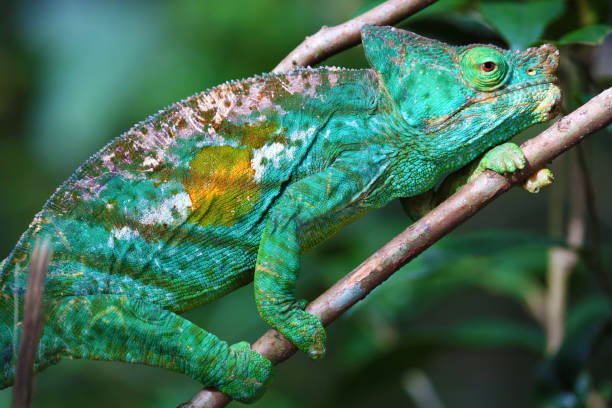 zbliżenie kameleona parsona na madagaskarze - chameleon madagascar wildlife bizarre zdjęcia i obrazy z banku zdjęć