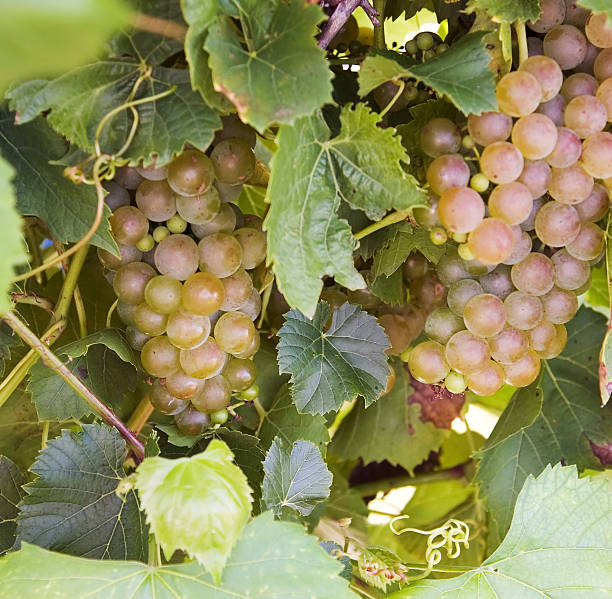 wine grapevines 14 stock photo