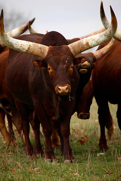 Watusi アフリカ牛に長いツノ - アフリカのストックフォトや画像を多数