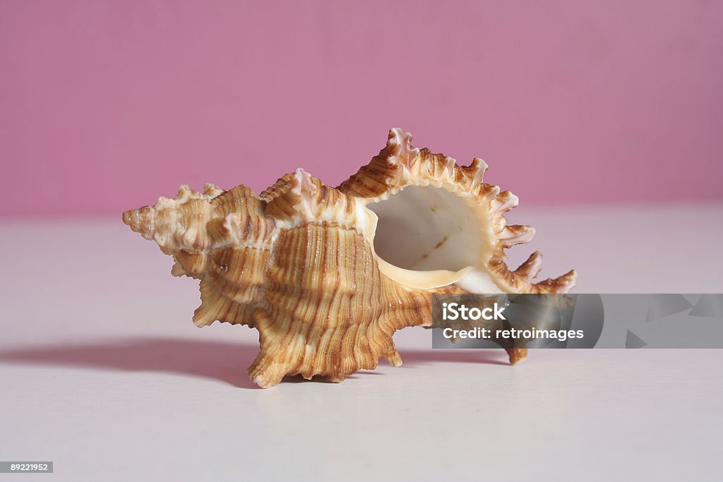 Sea shell auf einer rosa und weißen Hintergrund - Lizenzfrei Calcium Stock-Foto