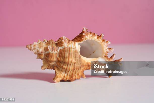 Sea Shell Auf Einer Rosa Und Weißen Hintergrund Stockfoto und mehr Bilder von Calcium - Calcium, Farbbild, Festkörper